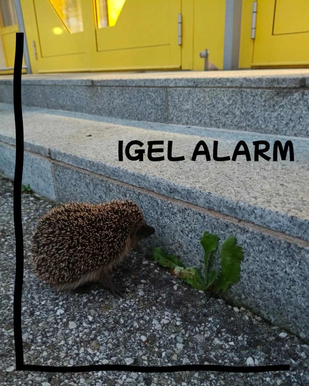 2025_10_23_igelalarm_01